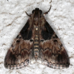 Orthaga thyrisalis (Teatree Web Moth) at Ainslie, ACT - 23 Nov 2019 by jbromilow50