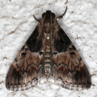 Orthaga thyrisalis (Teatree Web Moth) at Ainslie, ACT - 23 Nov 2019 by jb2602