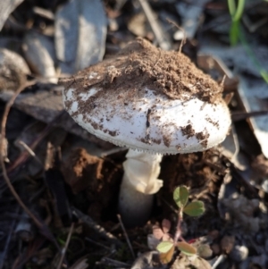 Amanita sp. at Hughes, ACT - 6 May 2020 03:50 PM