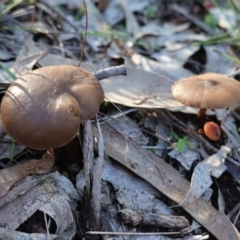 Unidentified Cap on a stem; gills below cap [mushrooms or mushroom-like] at Hughes, ACT - 6 May 2020 by JackyF