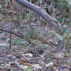 Ptilonorhynchus violaceus at Hughes, ACT - 6 May 2020