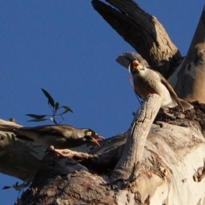 Manorina melanocephala at Hughes, ACT - 6 May 2020