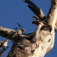 Manorina melanocephala at Hughes, ACT - 6 May 2020