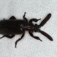 Arthropterus sp. (genus) (Ant nest beetle) at Ainslie, ACT - 24 Nov 2019 by jb2602