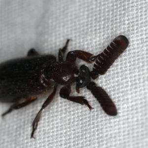 Arthropterus sp. (genus) at Ainslie, ACT - 24 Nov 2019 08:02 PM