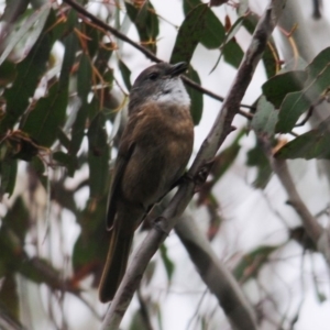 Pachycephala olivacea at Paddys River, ACT - 3 Nov 2015