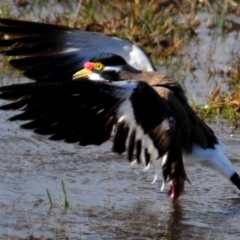 Vanellus tricolor (Banded Lapwing) at Hoskinstown, NSW - 6 Aug 2015 by Harrisi