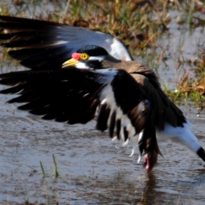 Vanellus tricolor (Banded Lapwing) at Hoskinstown, NSW - 6 Aug 2015 by Harrisi