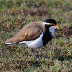 Vanellus tricolor at Hoskinstown, NSW - 6 Aug 2015