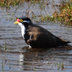 Vanellus tricolor at Hoskinstown, NSW - 6 Aug 2015