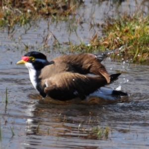 Vanellus tricolor at Hoskinstown, NSW - 6 Aug 2015 02:01 PM