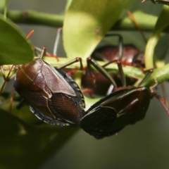 Musgraveia sulciventris (Bronze Orange Bug) at Red Hill, ACT - 30 Jan 2006 by Illilanga