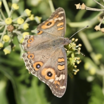 Junonia villida (Meadow Argus) at Red Hill, ACT - 9 Apr 2006 by Illilanga