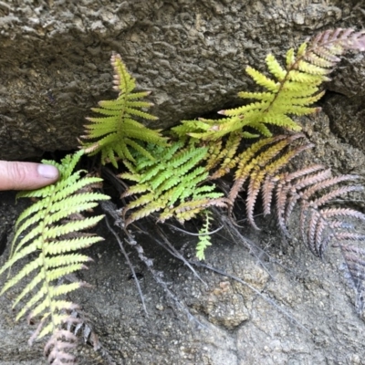 Dicksonia antarctica (Soft Treefern) at Bredbo, NSW - 7 Jan 2020 by Illilanga