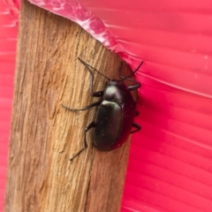 Chalcopteroides columbinus (Rainbow darkling beetle) at Michelago, NSW - 30 Nov 2019 by Illilanga