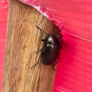 Chalcopteroides columbinus at Michelago, NSW - 30 Nov 2019 02:02 PM