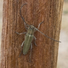 Phytoecia caerulescens (Paterson's curse stem beetle) at Michelago, NSW - 3 Nov 2019 by Illilanga