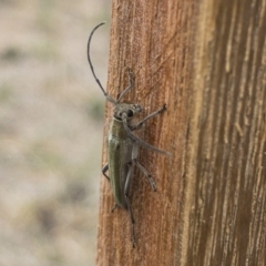Phytoecia caerulescens at Michelago, NSW - 3 Nov 2019 11:13 AM