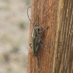 Phytoecia coerulescens at Michelago, NSW - 3 Nov 2019 11:13 AM