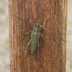 Phytoecia caerulescens at Michelago, NSW - 3 Nov 2019 11:13 AM