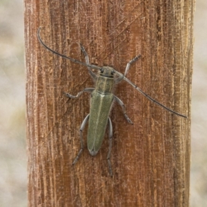 Phytoecia caerulescens at Michelago, NSW - 3 Nov 2019 11:13 AM
