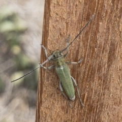 Phytoecia coerulescens at Michelago, NSW - 3 Nov 2019 11:13 AM