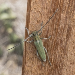 Phytoecia caerulescens at Michelago, NSW - 3 Nov 2019 11:13 AM