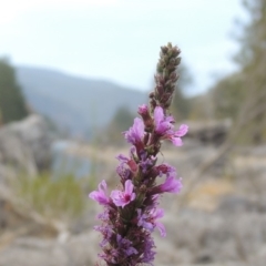 Lythrum salicaria (Purple Loosestrife) at Bullen Range - 15 Jan 2020 by michaelb