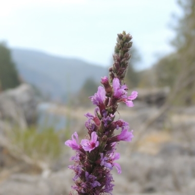 Lythrum salicaria (Purple Loosestrife) at Bullen Range - 15 Jan 2020 by michaelb