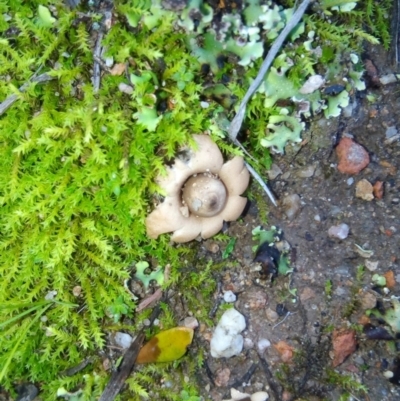 Geastrum sp. (Geastrum sp.) at Fadden, ACT - 7 May 2020 by RyuCallaway