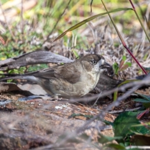 Aphelocephala leucopsis at Stromlo, ACT - 8 May 2020