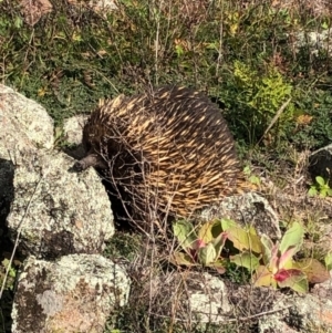 Tachyglossus aculeatus at Red Hill, ACT - 8 May 2020