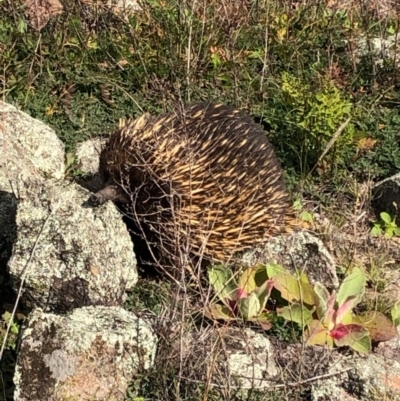 Tachyglossus aculeatus (Short-beaked Echidna) at Red Hill, ACT - 8 May 2020 by Ratcliffe