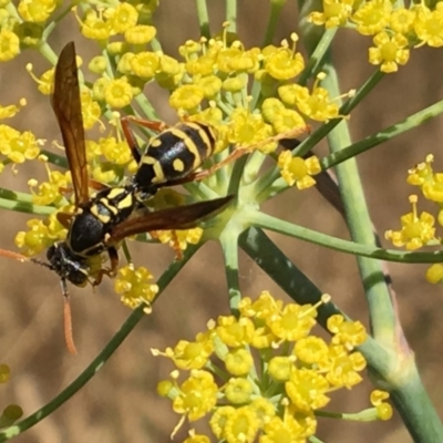 Polistes (Polistes) chinensis (Asian paper wasp) at Fyshwick, ACT - 21 Jan 2017 by PeterA
