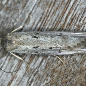 Oecophoridae provisional species 2 at Ainslie, ACT - 24 Nov 2019