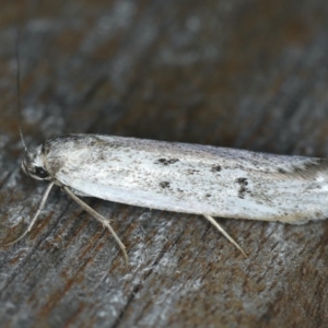 Oecophoridae provisional species 2 at Ainslie, ACT - 24 Nov 2019