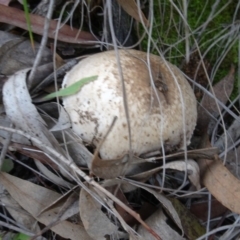 Unidentified Fungus at Bruce Ridge - 8 May 2020 by AndyRussell