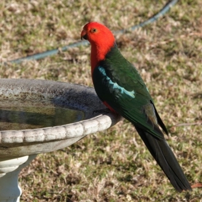 Alisterus scapularis (Australian King-Parrot) at Black Range, NSW - 11 Aug 2019 by AndrewMcCutcheon