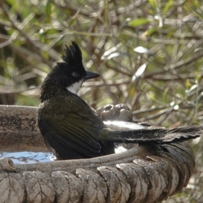 Psophodes olivaceus (Eastern Whipbird) at Black Range, NSW - 16 Aug 2019 by AndrewMcCutcheon