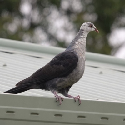 Columba leucomela (White-headed Pigeon) at Black Range, NSW - 8 Jun 2019 by AndrewMcCutcheon