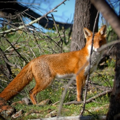 Vulpes vulpes (Red Fox) at Deakin, ACT - 8 May 2020 by Ct1000