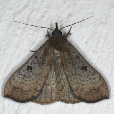 Rhapsa suscitatalis (Wedged Rhapsa) at Ainslie, ACT - 24 Nov 2019 by jb2602