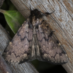 Mormoscopa phricozona (An Erebid Moth (Herminiinae) at Ainslie, ACT - 24 Nov 2019 by jb2602