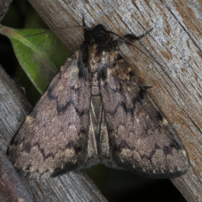 Mormoscopa phricozona (An Erebid Moth (Herminiinae) at Ainslie, ACT - 24 Nov 2019 by jb2602