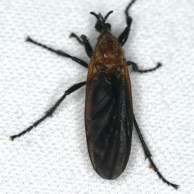 Bibio imitator (Garden maggot) at Ainslie, ACT - 24 Nov 2019 by jb2602