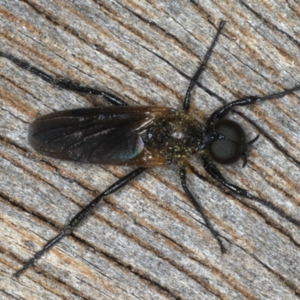 Bibio imitator at Ainslie, ACT - 24 Nov 2019 11:12 PM