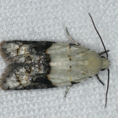 Tracholena sulfurosa (A tortrix moth) at Ainslie, ACT - 24 Nov 2019 by jb2602