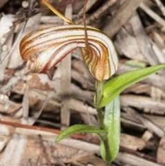 Diplodium truncatum (Little Dumpies, Brittle Greenhood) at Kaleen, ACT - 8 May 2020 by DerekC