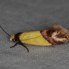 Edosa xystidophora (Tineid moth) at Ainslie, ACT - 24 Nov 2019 by jb2602