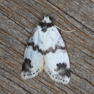 Thallarcha sparsana at Ainslie, ACT - 24 Nov 2019